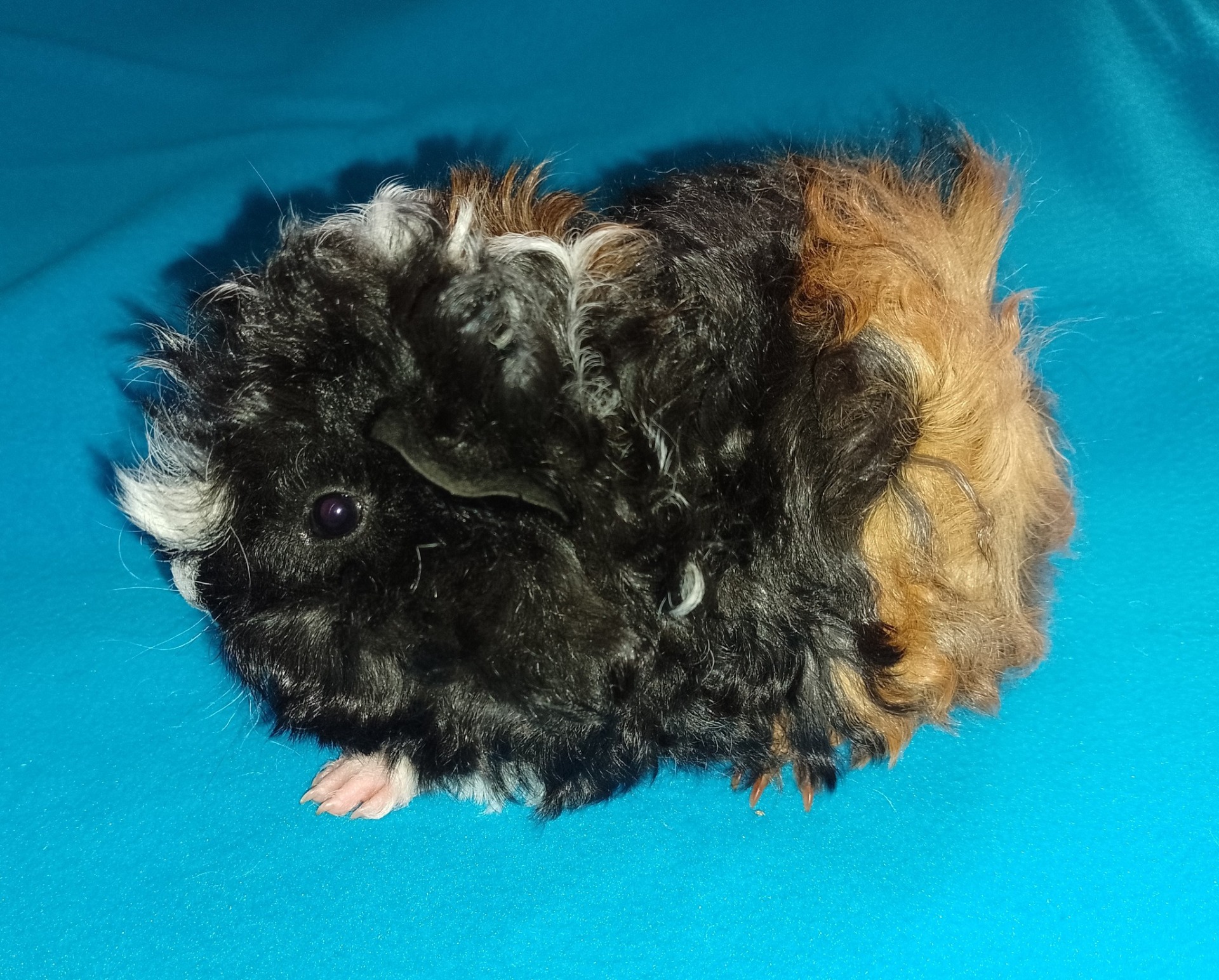 Turan Verrunculosa 17.5.2025, 324g