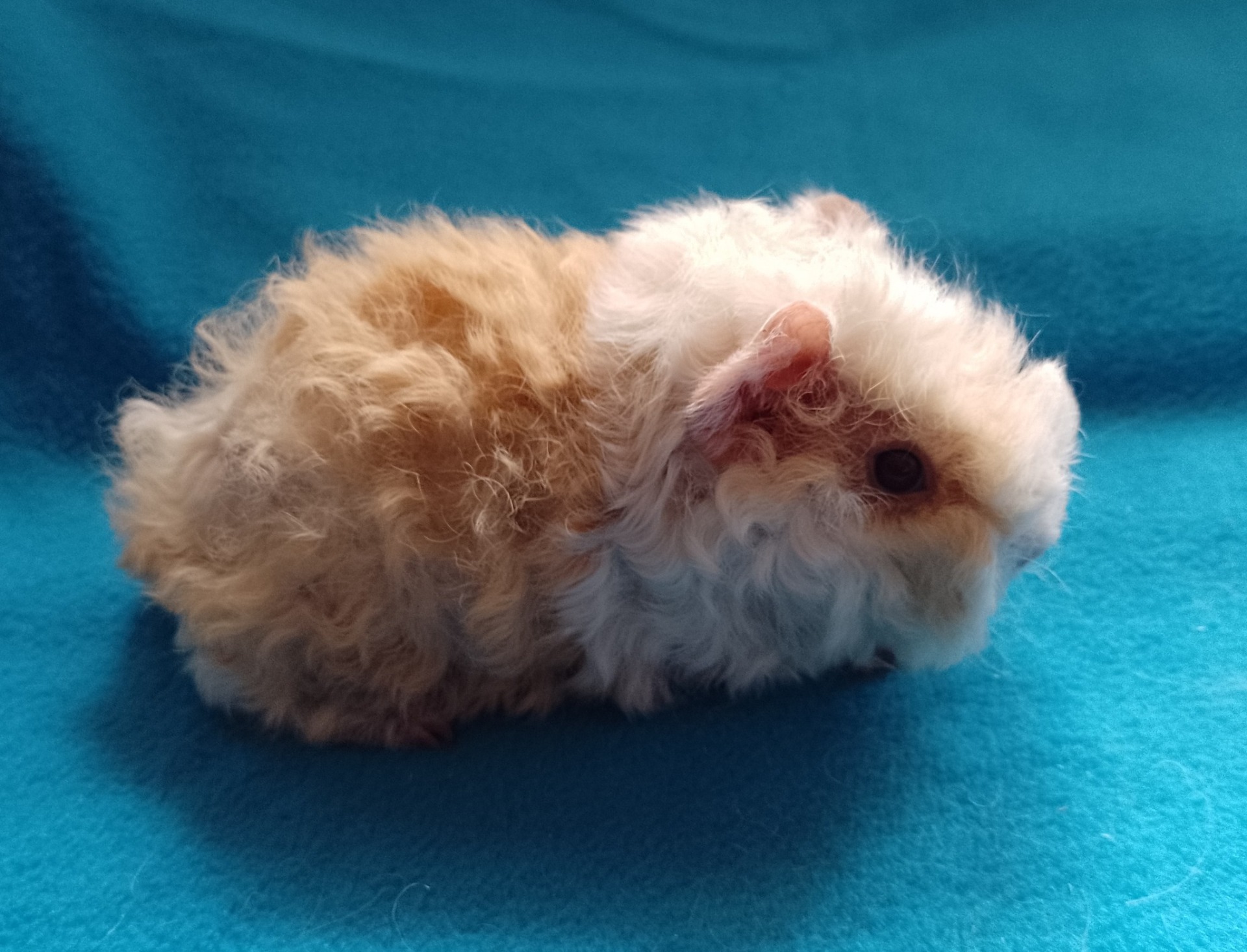 Viserion Verrunculosa 2 týdny, 171g